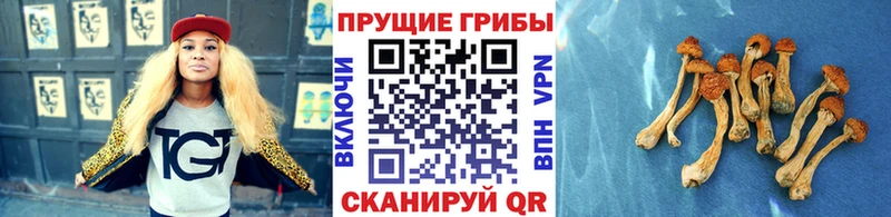 MEGA ссылка  Пошехонье  Псилоцибиновые грибы Cubensis  хочу наркоту 